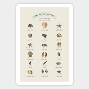 Shells Identification Chart Magnet